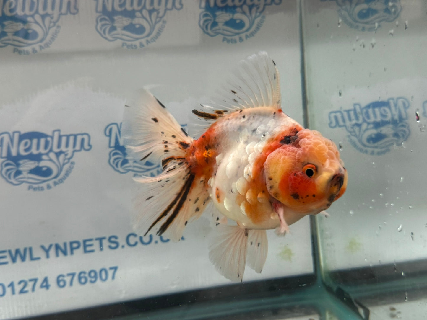 Jumbo Oranda  13-14cm (Fish in photo) #30