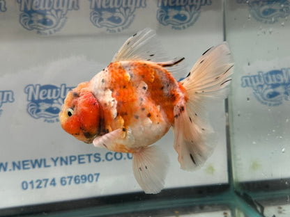 Jumbo Oranda  13-14cm (Fish in photo) #30