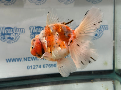 Jumbo Oranda  13-14cm (Fish in photo) #30