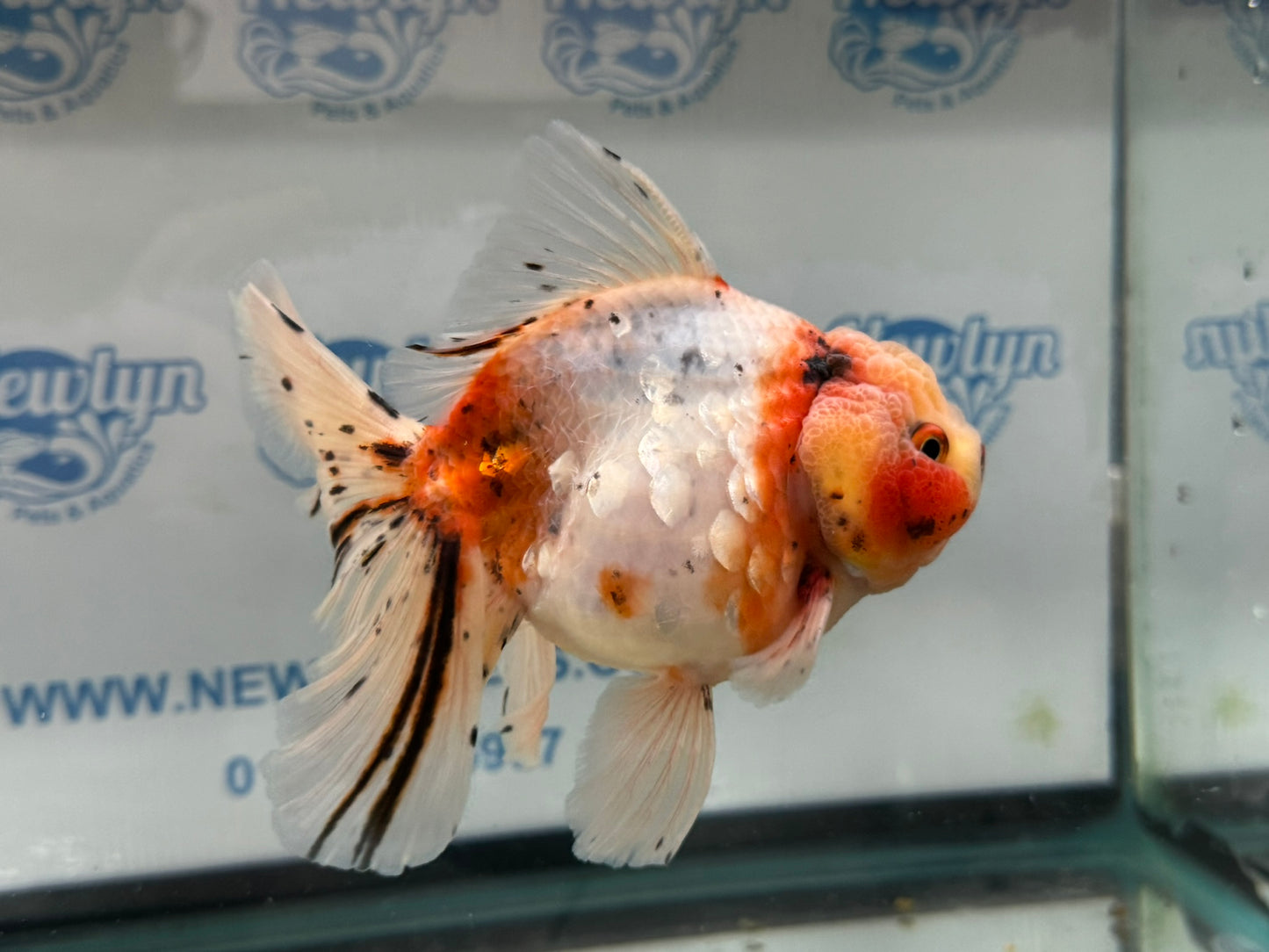 Jumbo Oranda  13-14cm (Fish in photo) #30