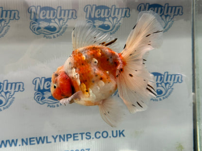 Jumbo Oranda  13-14cm (Fish in photo) #30