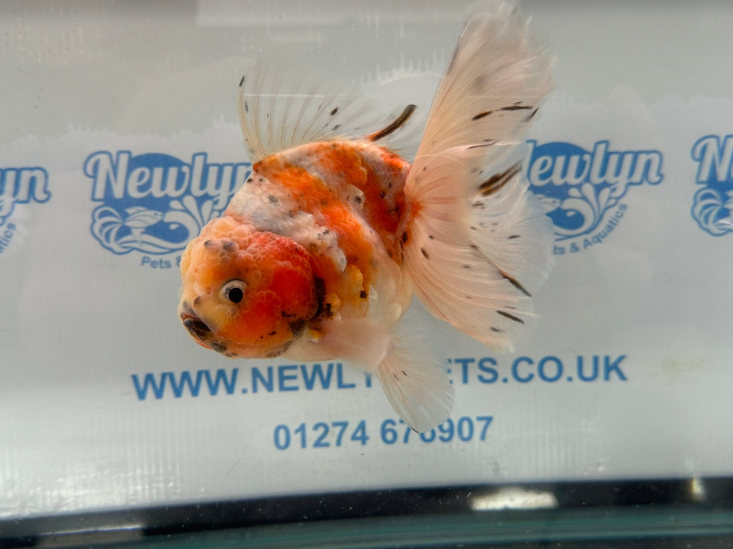 Jumbo Oranda  13-14cm (Fish in photo) #30