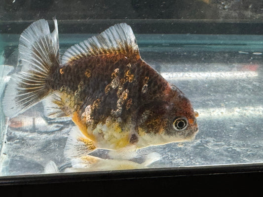 Short Tail Oranda 8-9cm