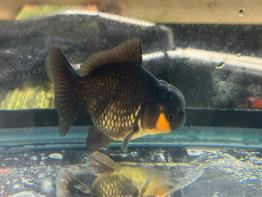 Short Tail Oranda 8-9cm