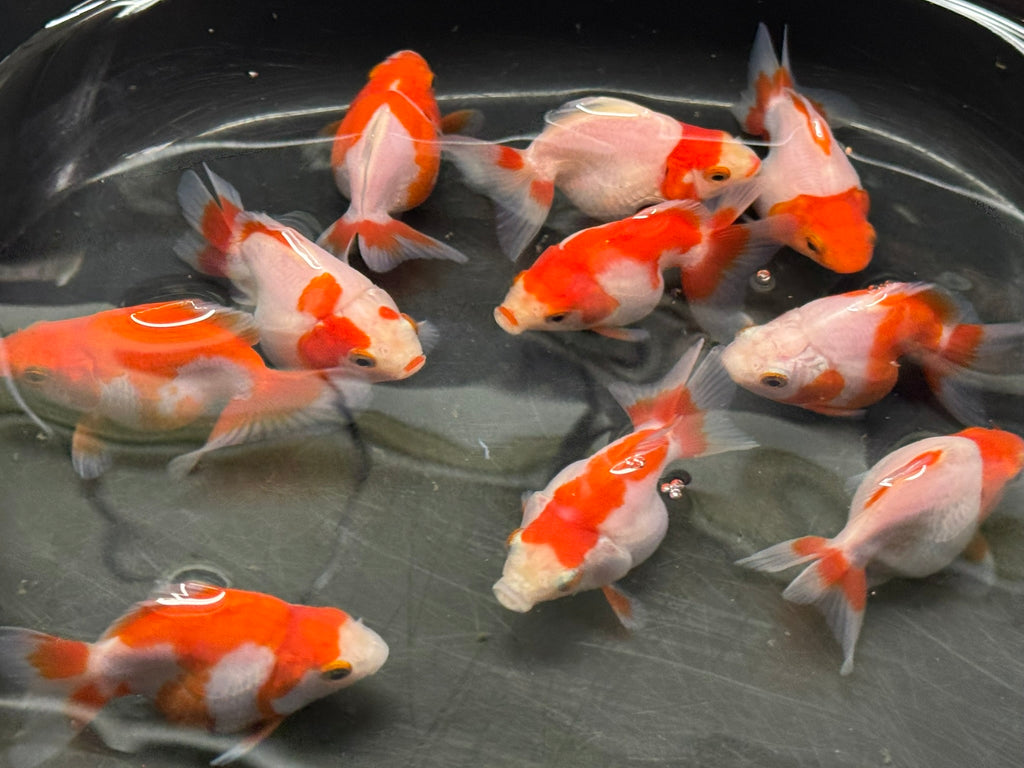 Red/White Ryukin 6-7cm