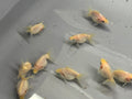 White BroadTail Ryukin 6-7cm