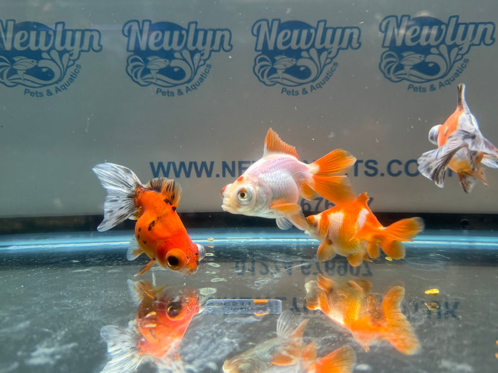 Butterfly Moor Fancy Goldfish 6-8cm Assorted colours (BF5B)