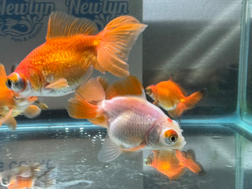 Butterfly Moor Fancy Goldfish 6-8cm Assorted colours (BF5B)