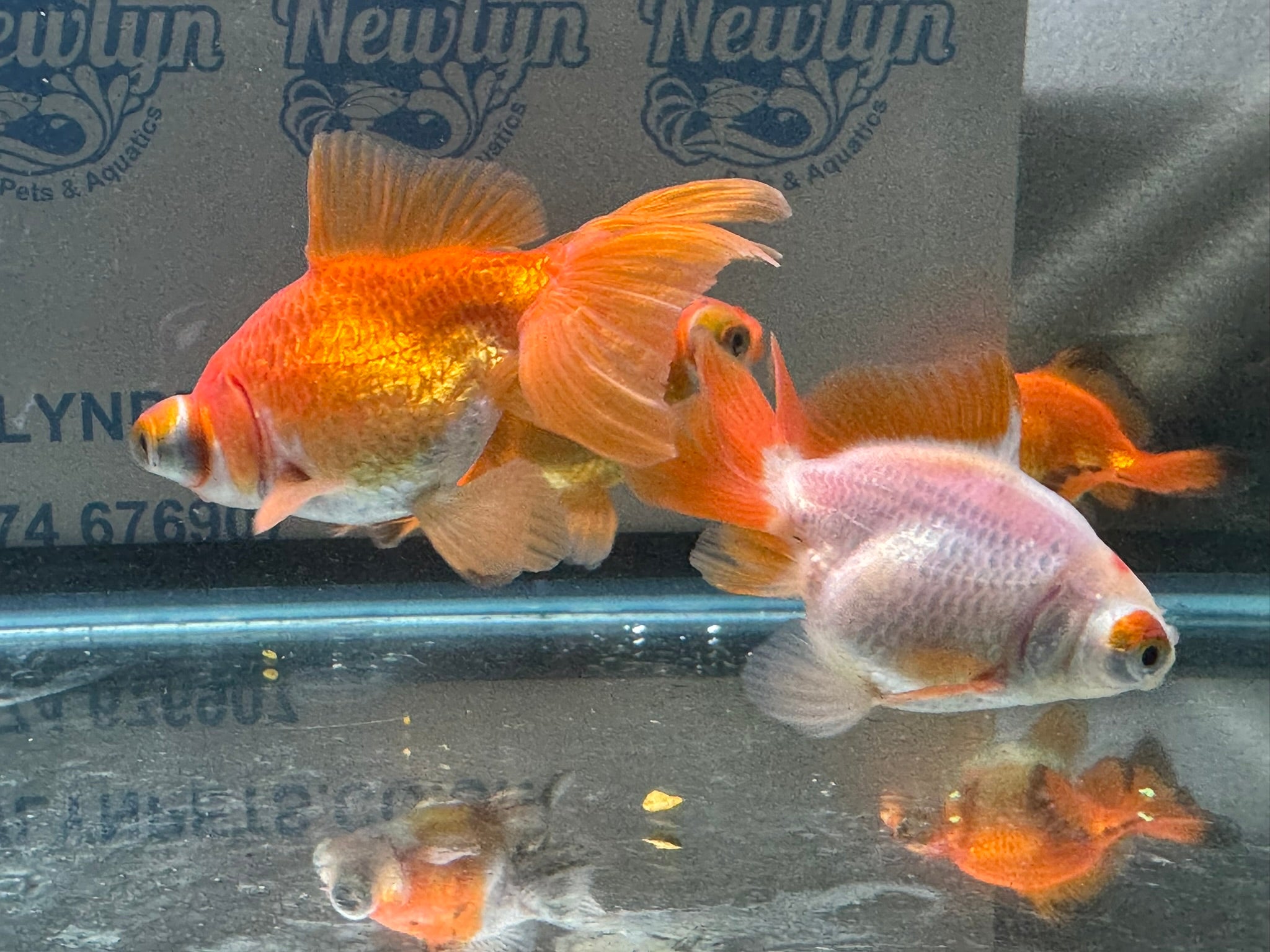Butterfly Moor Fancy Goldfish 6-8cm Assorted colours (BF5B)