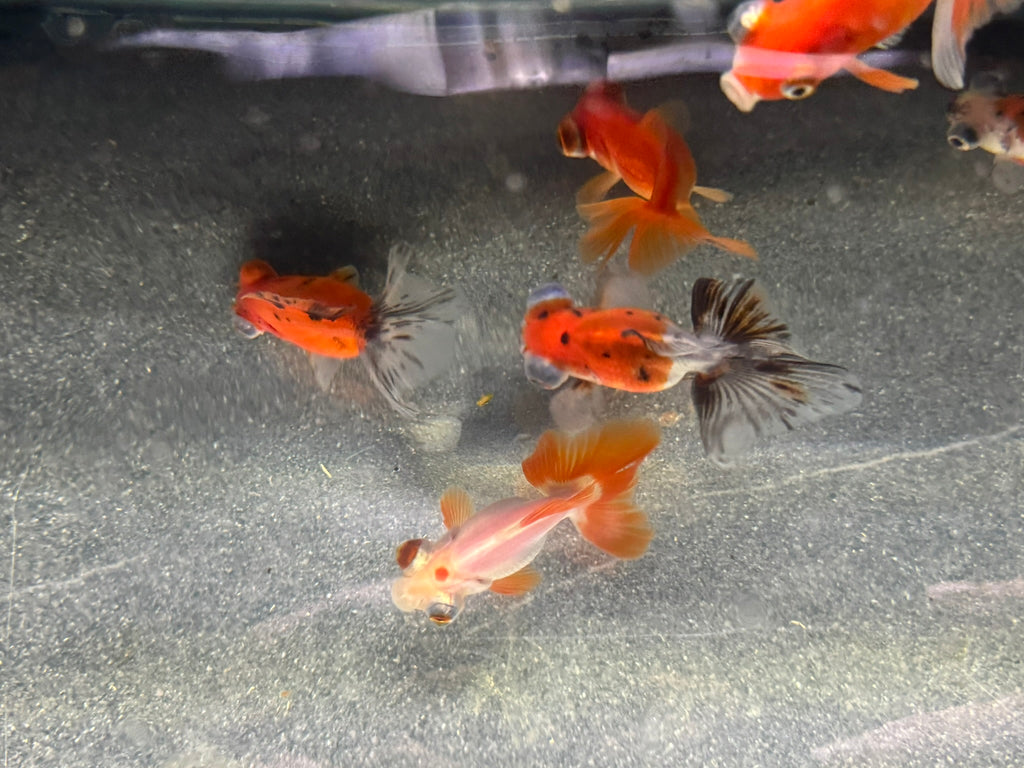 Butterfly Moor Fancy Goldfish 6-8cm Assorted colours (BF5B)