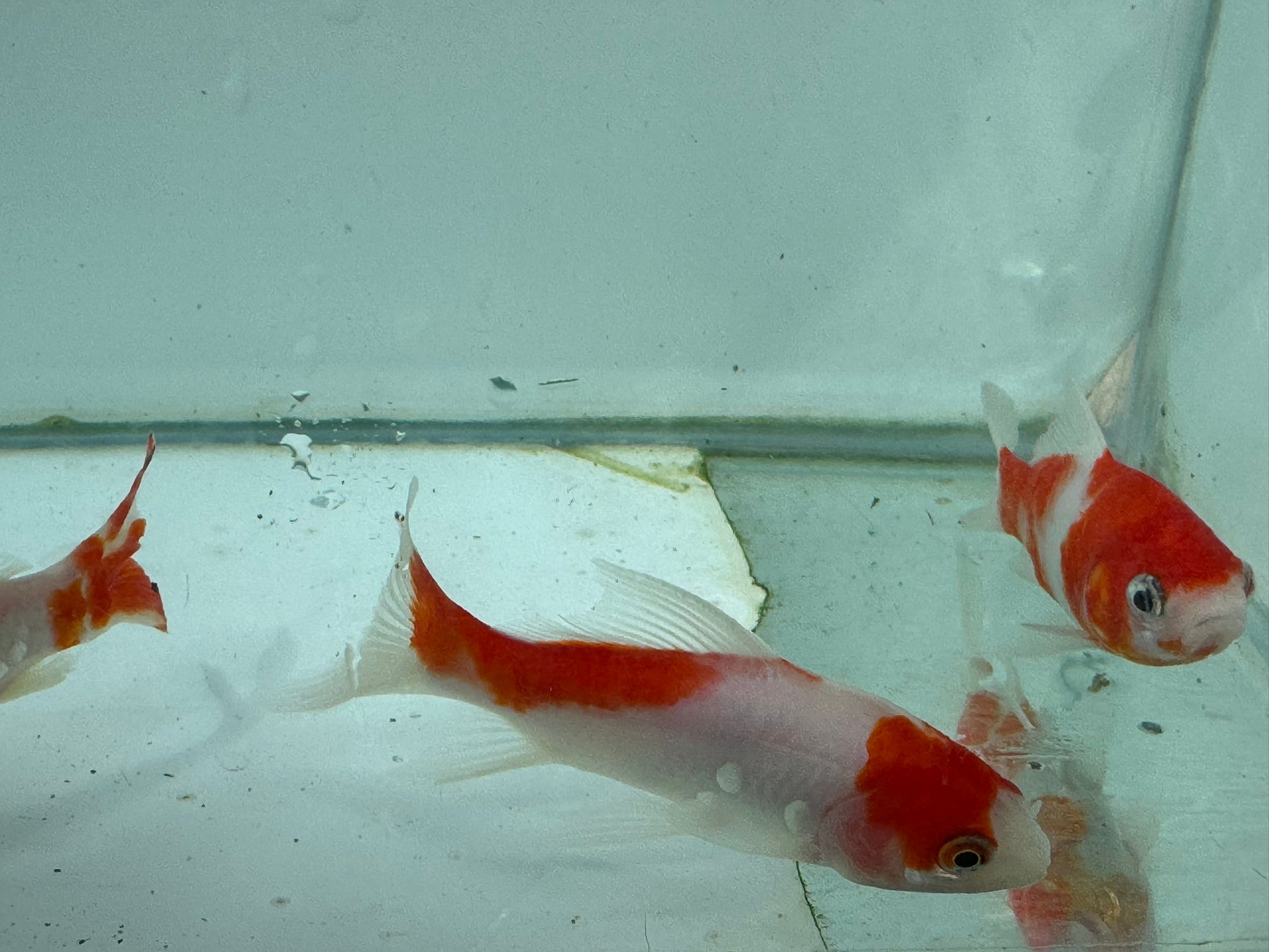 Sakura Sarasa Comet (Red & White) 4"