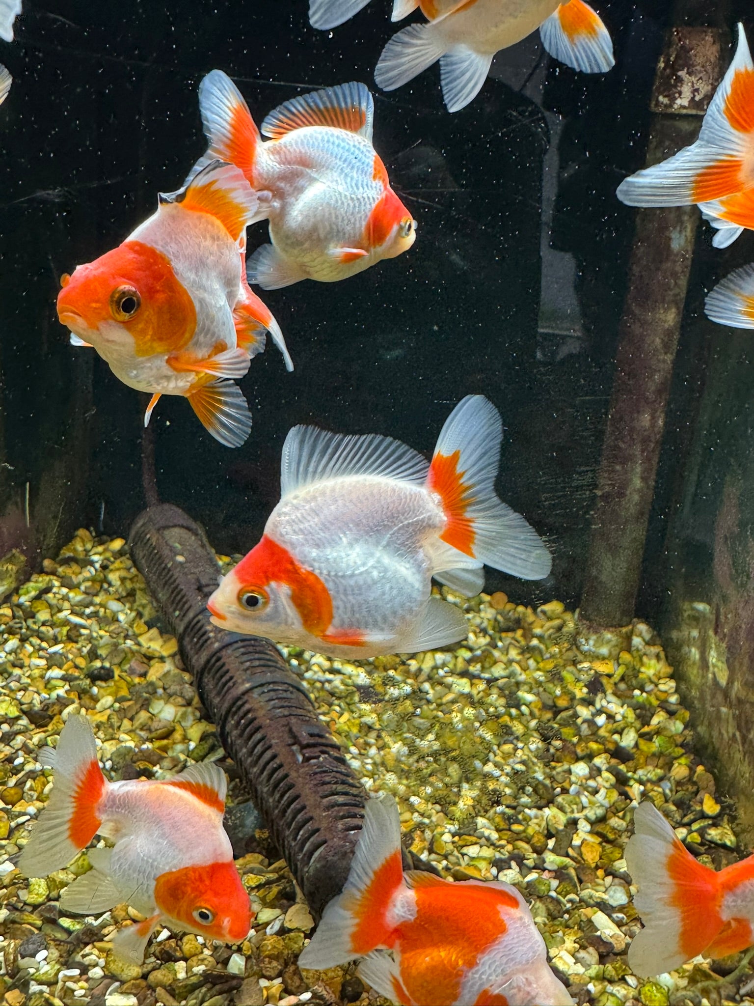 Red/White Ryukin 6-7cm