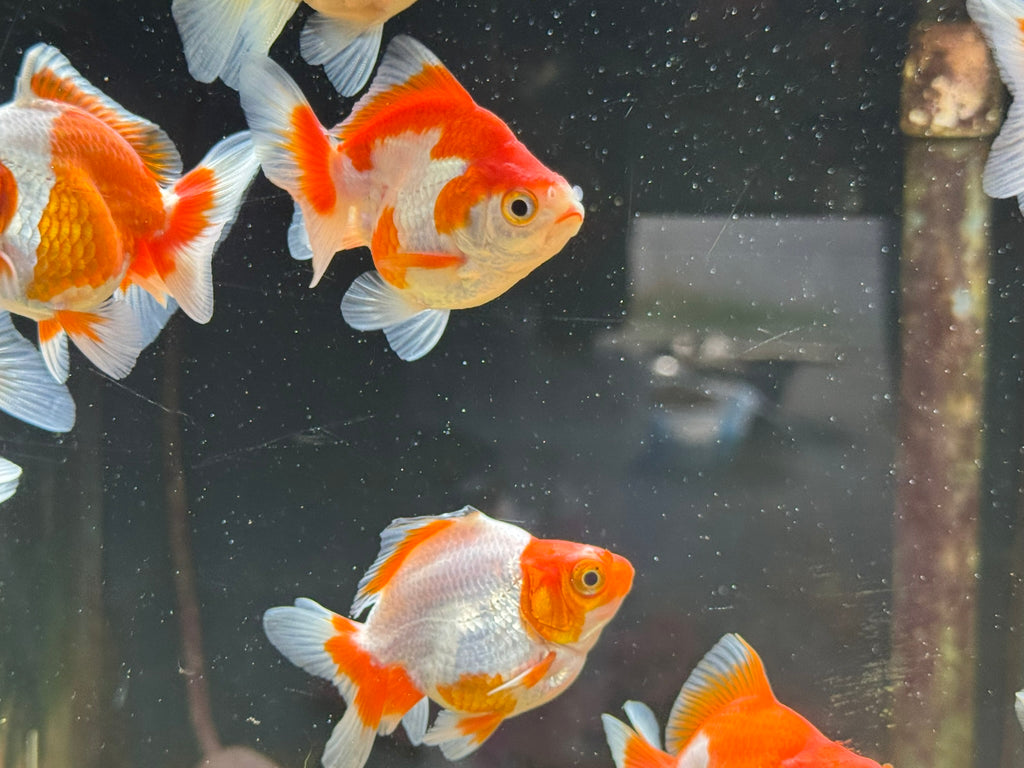 Red/White Ryukin 6-7cm