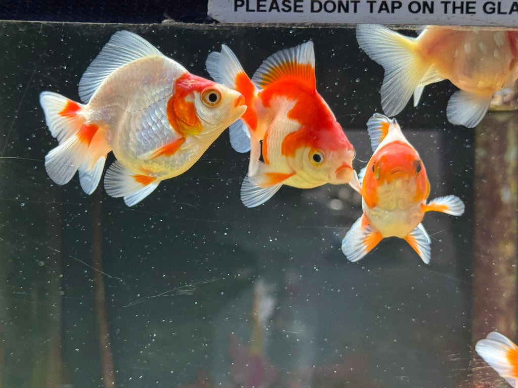 Red/White Ryukin 6-7cm