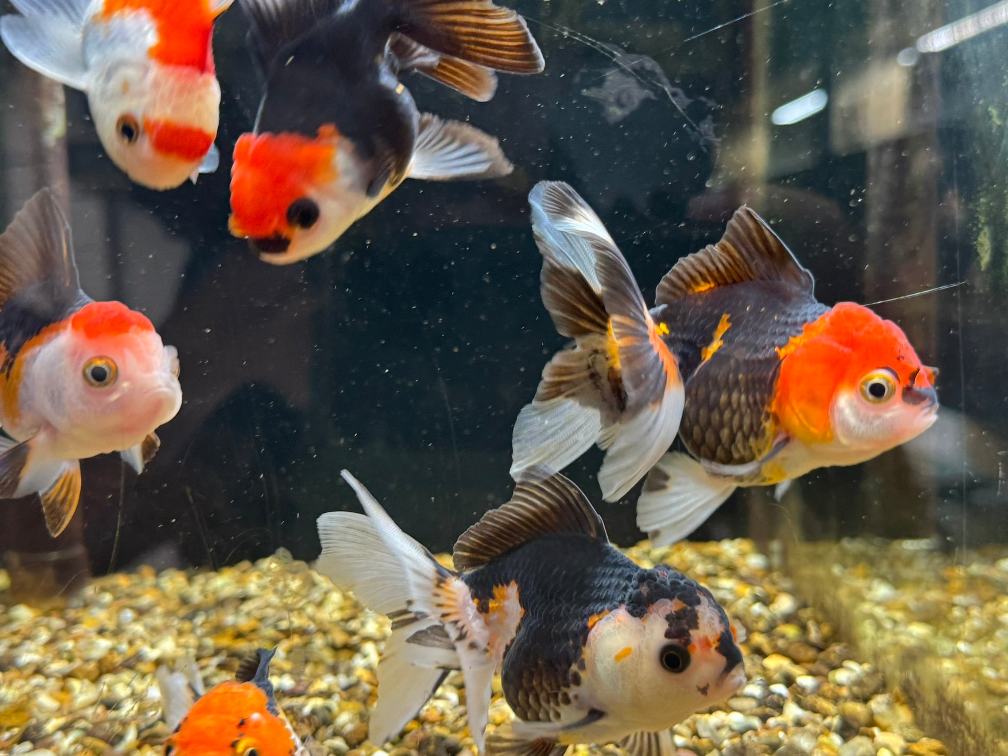 Tri Colour Oranda Fancy Goldfish 7-8cm