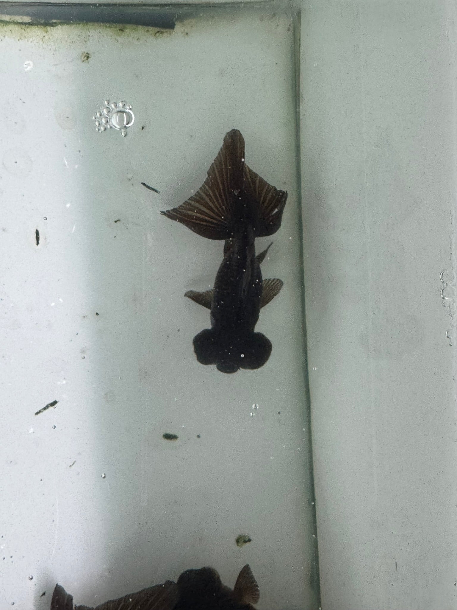 Butterfly Moor Black 8-9cm Chinese Fancy Goldfish