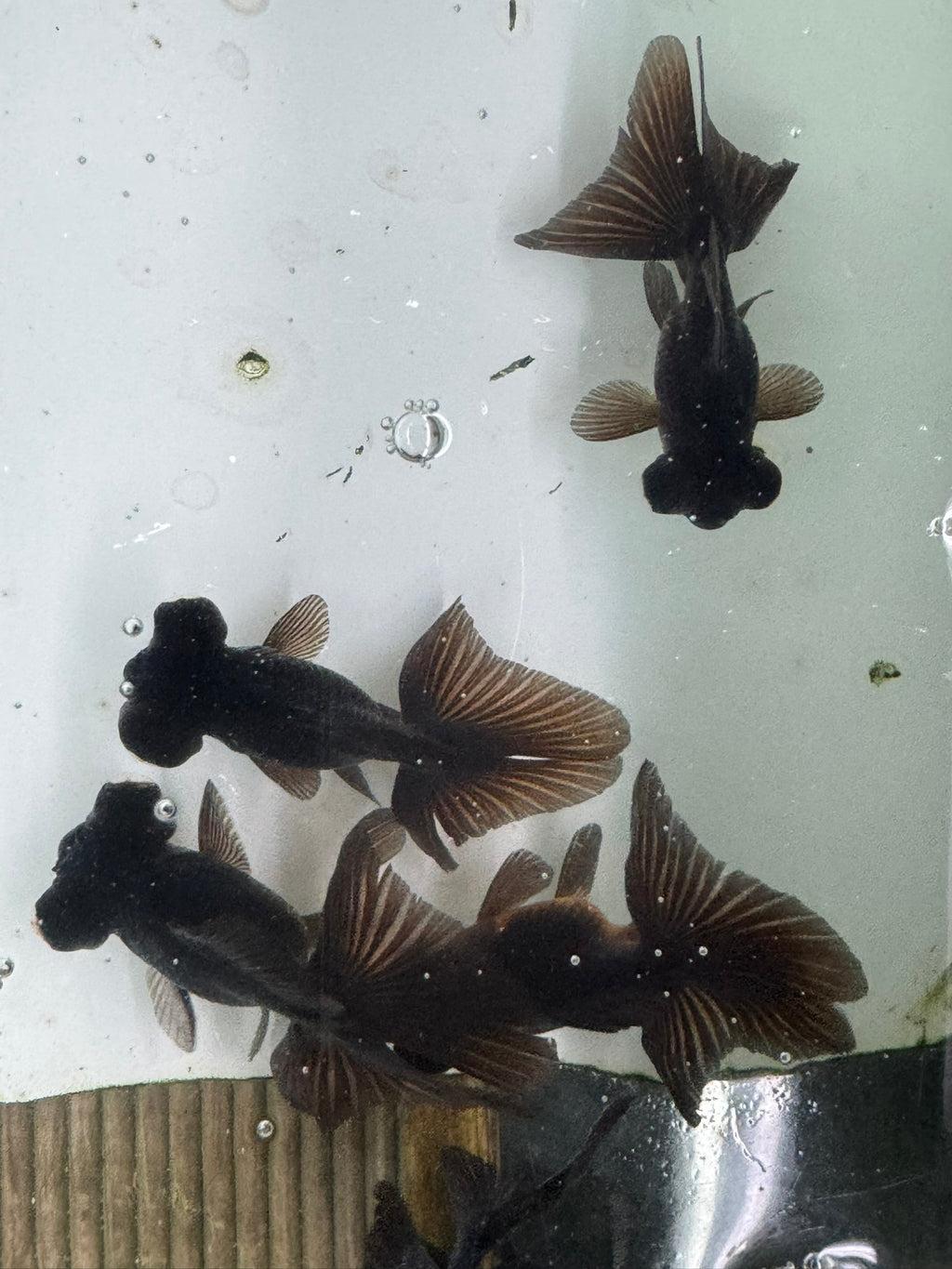 Butterfly Moor Black 8-9cm Chinese Fancy Goldfish
