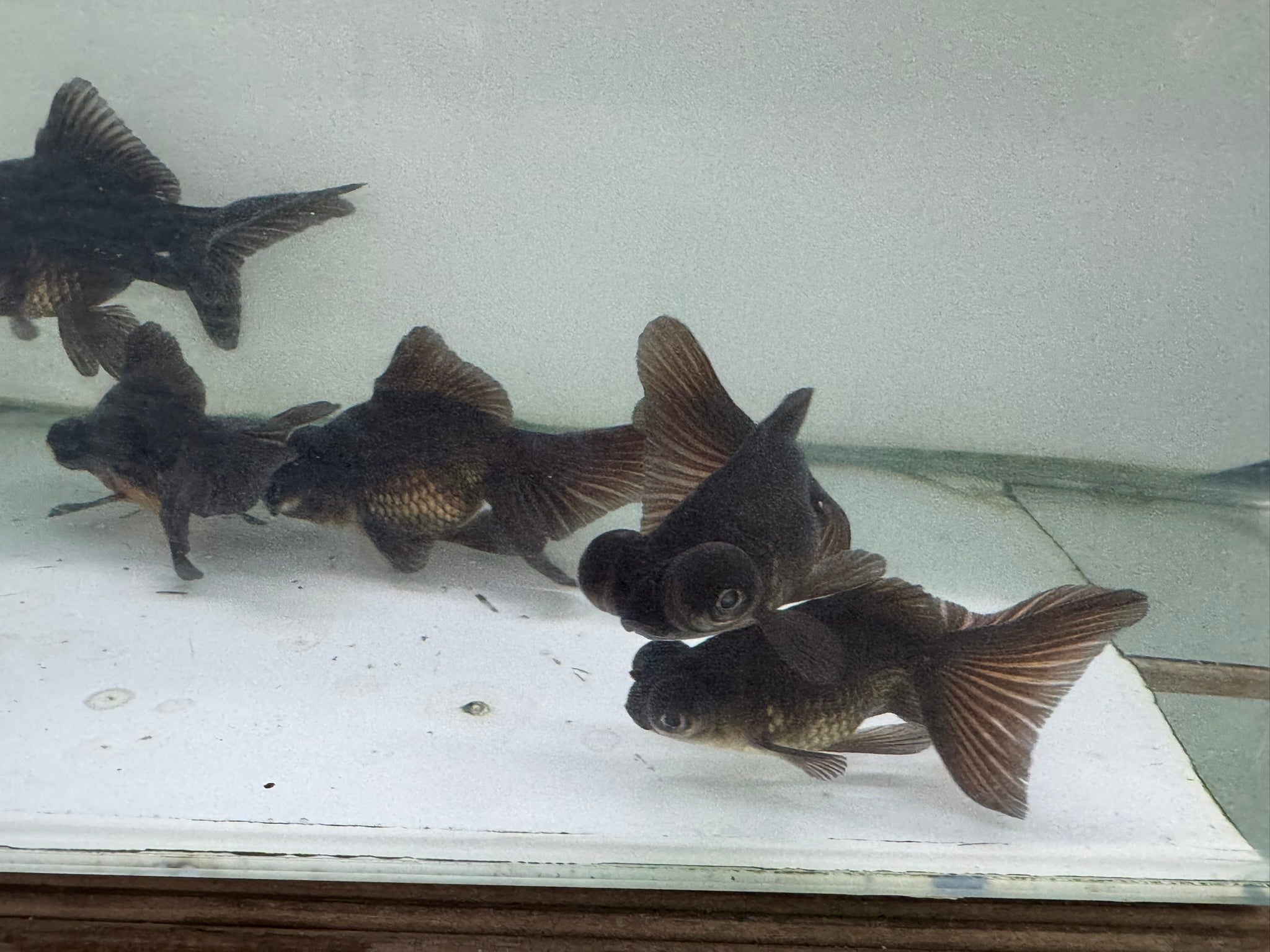 Butterfly Moor Black 8-9cm Chinese Fancy Goldfish