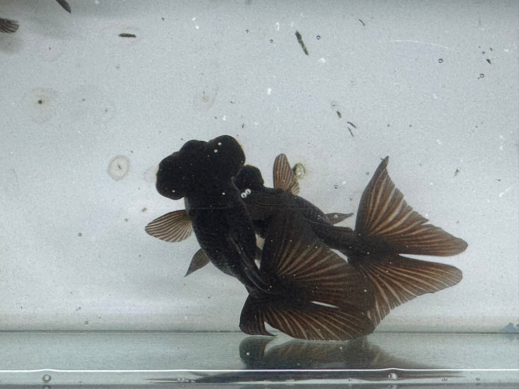 Butterfly Moor Black 8-9cm Chinese Fancy Goldfish