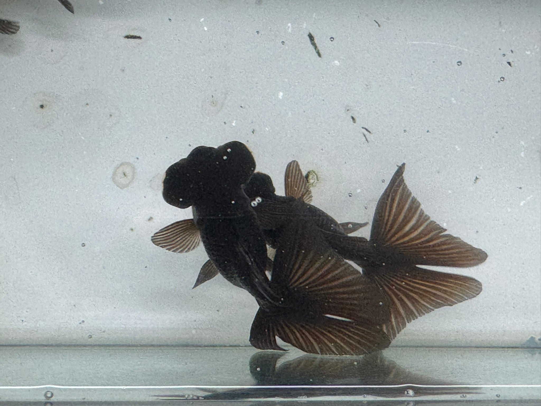 Butterfly Moor Black 8-9cm Chinese Fancy Goldfish