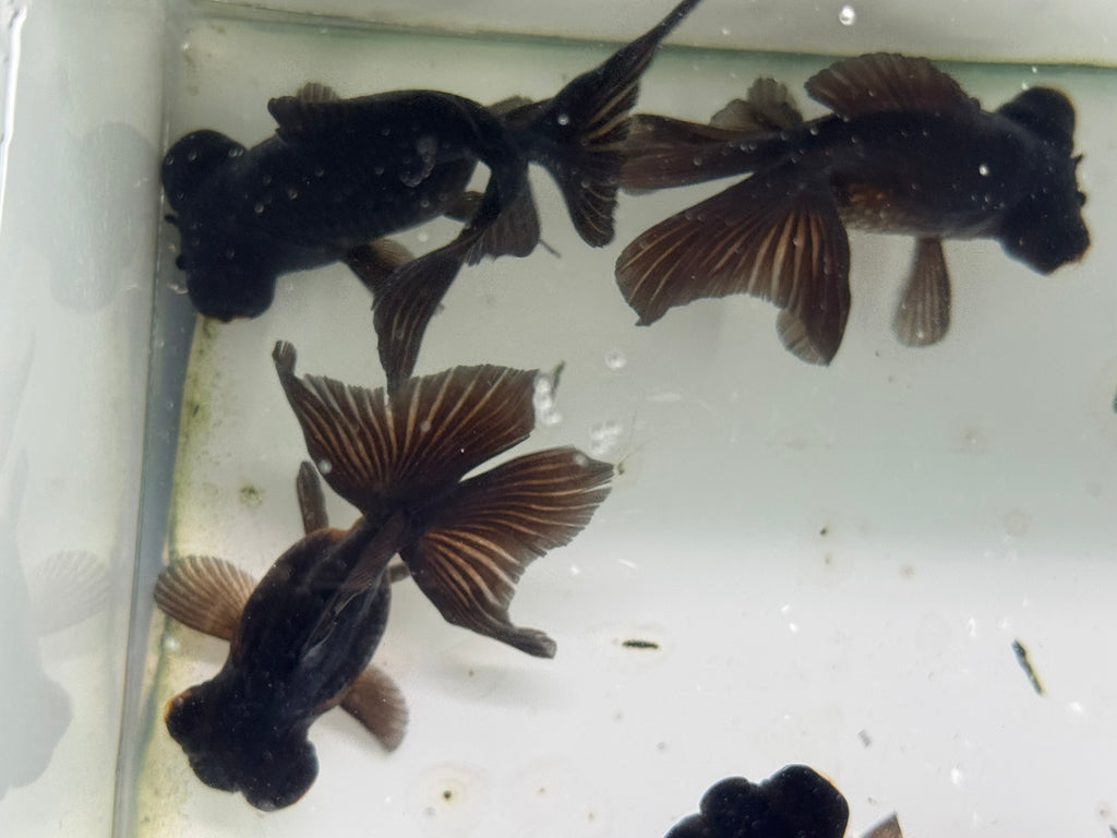 Butterfly Moor Black 8-9cm Chinese Fancy Goldfish