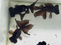 Butterfly Moor Black 8-9cm Chinese Fancy Goldfish