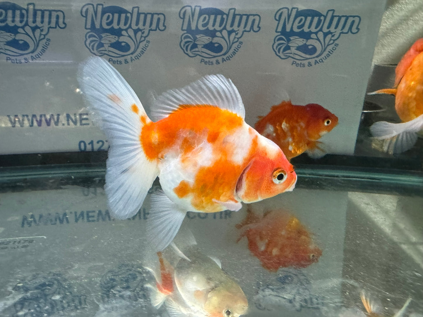 Sakura Oranda 11-12cm