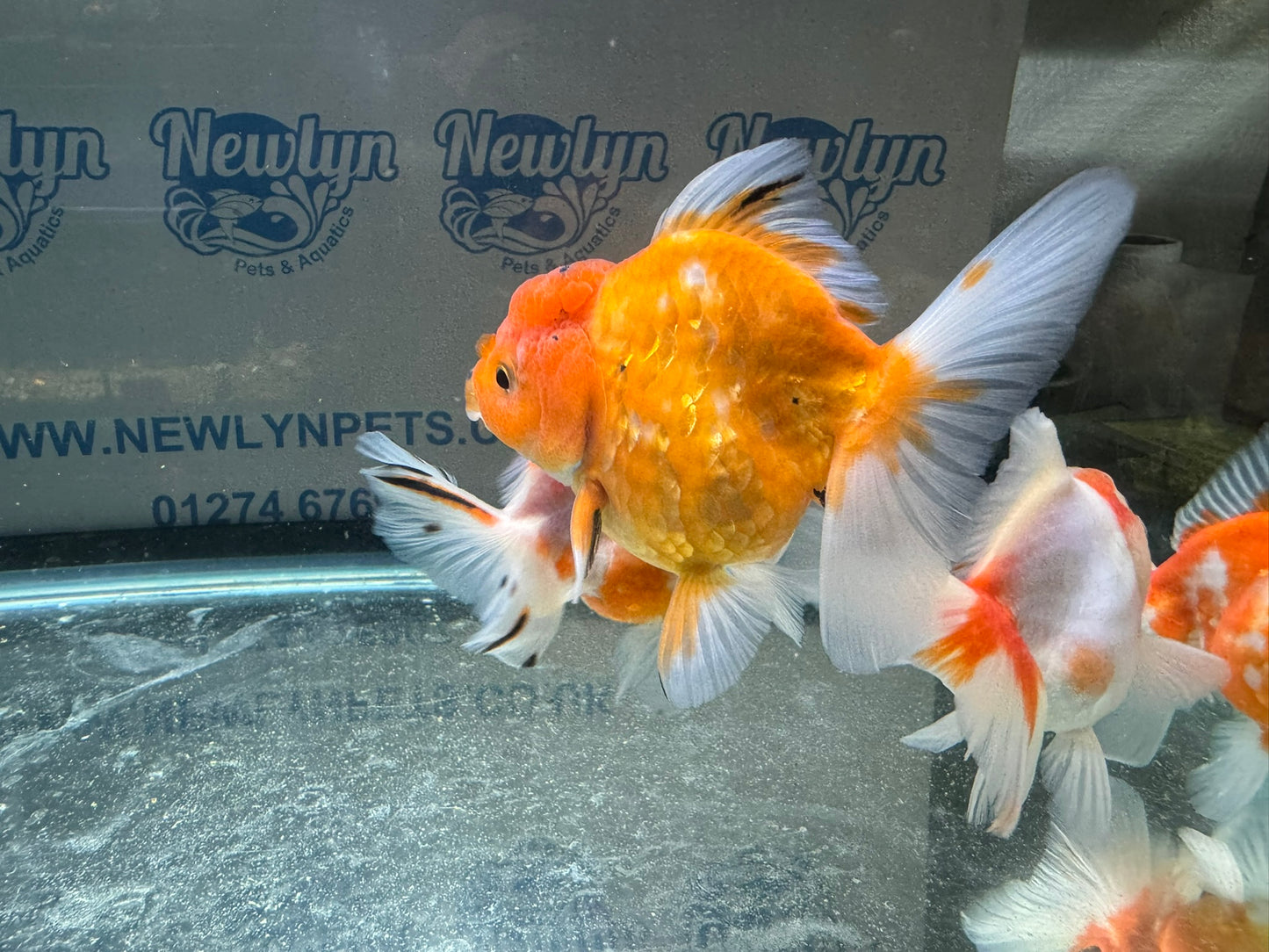 Sakura Oranda 11-12cm