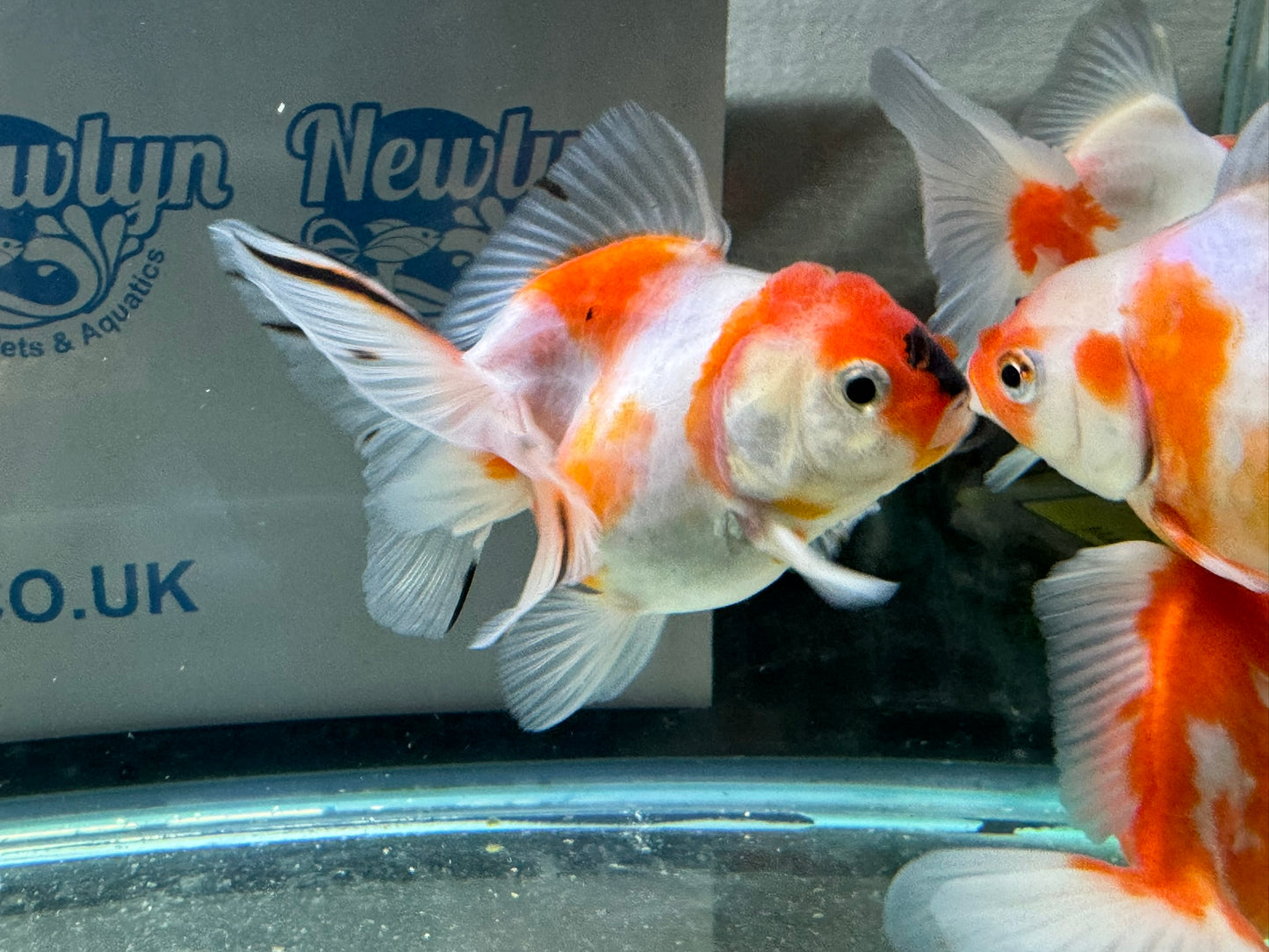 Sakura Oranda 11-12cm