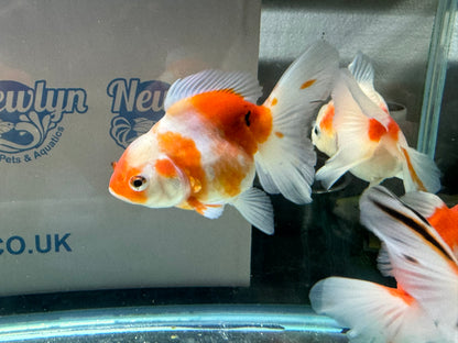 Sakura Oranda 11-12cm