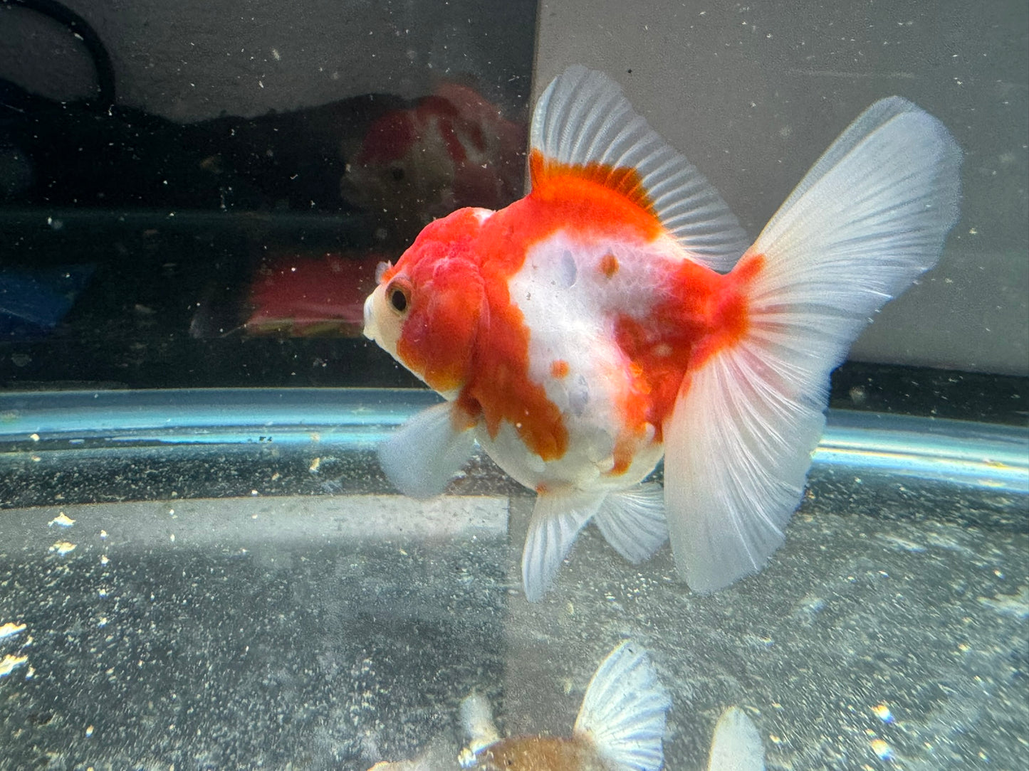 Sakura Oranda 11-12cm