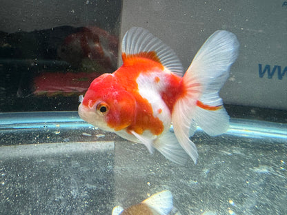 Sakura Oranda 11-12cm