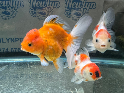 Sakura Oranda 11-12cm