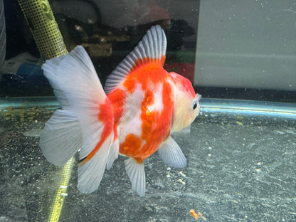 Sakura Oranda 11-12cm