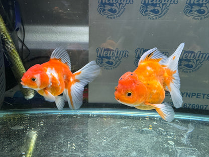 Sakura Oranda 11-12cm