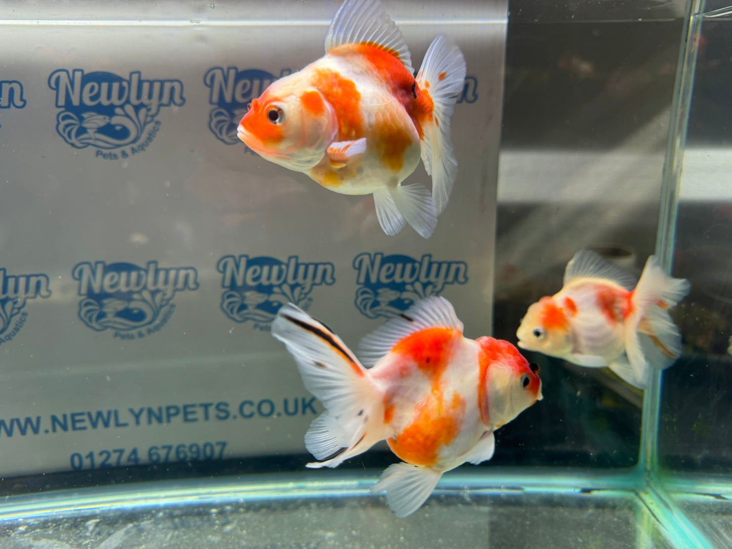 Sakura Oranda 11-12cm