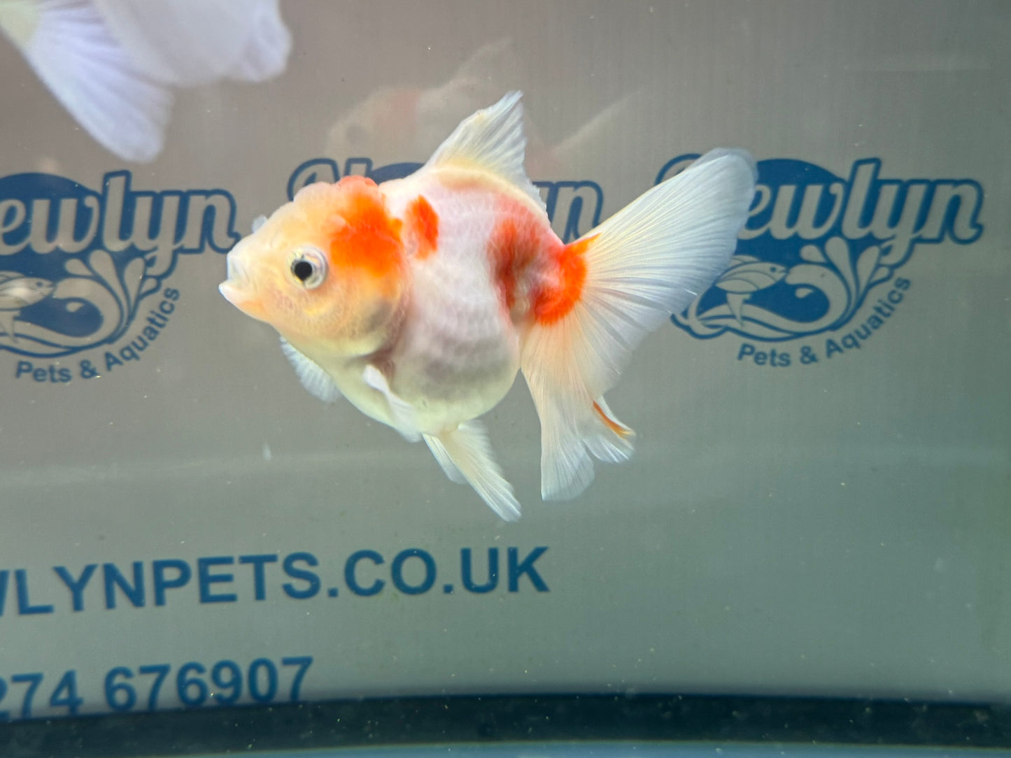 Sakura Oranda 11-12cm