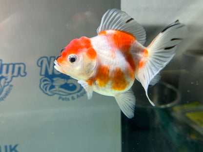 Sakura Oranda 11-12cm