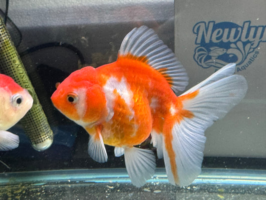 Sakura Oranda 11-12cm