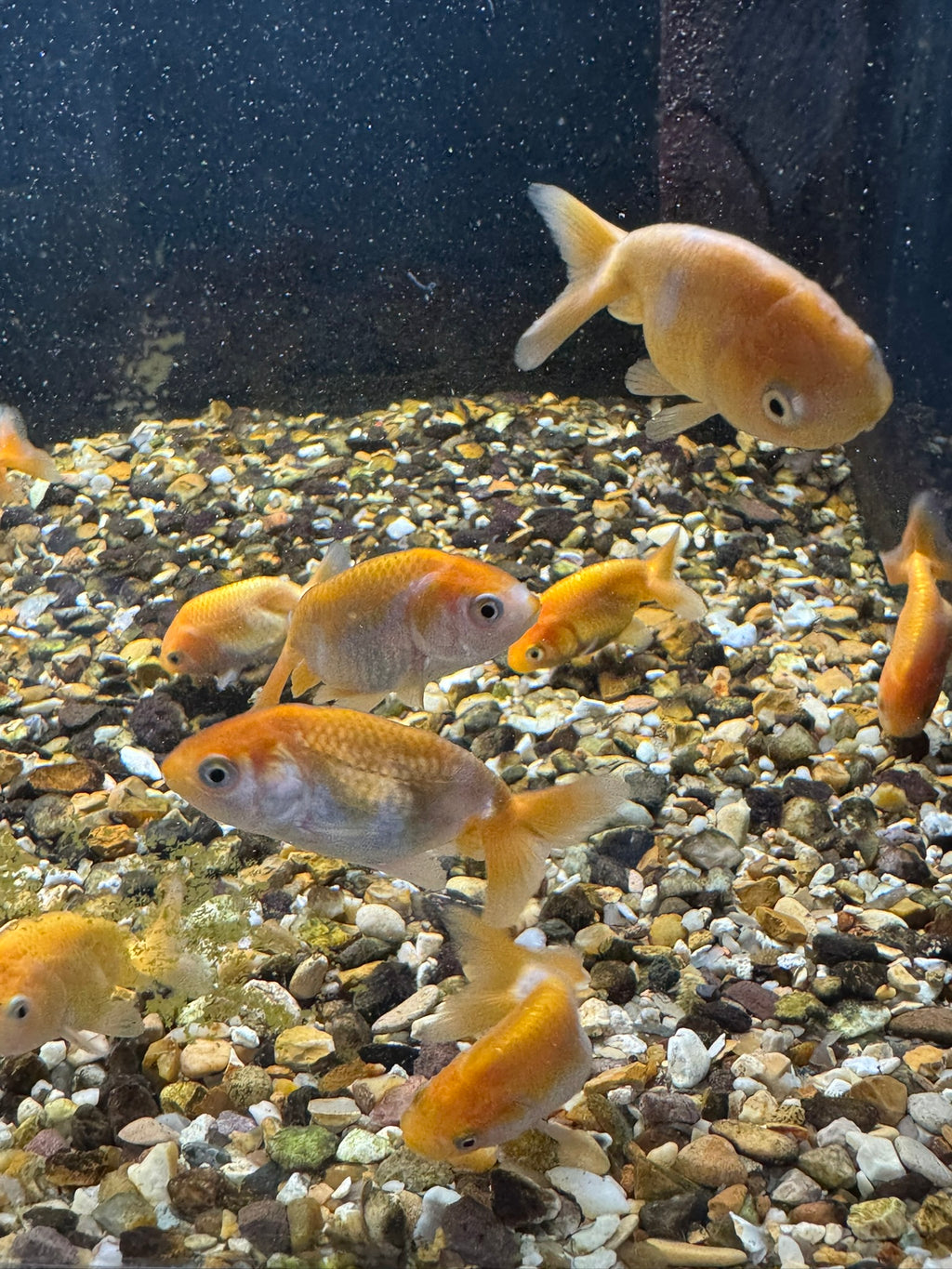 Ranchu 4-5cm Fancy Goldfish Andrew James