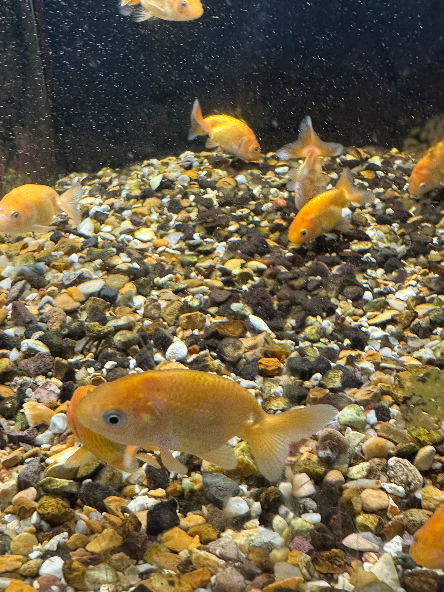 Ranchu 4-5cm Fancy Goldfish Andrew James