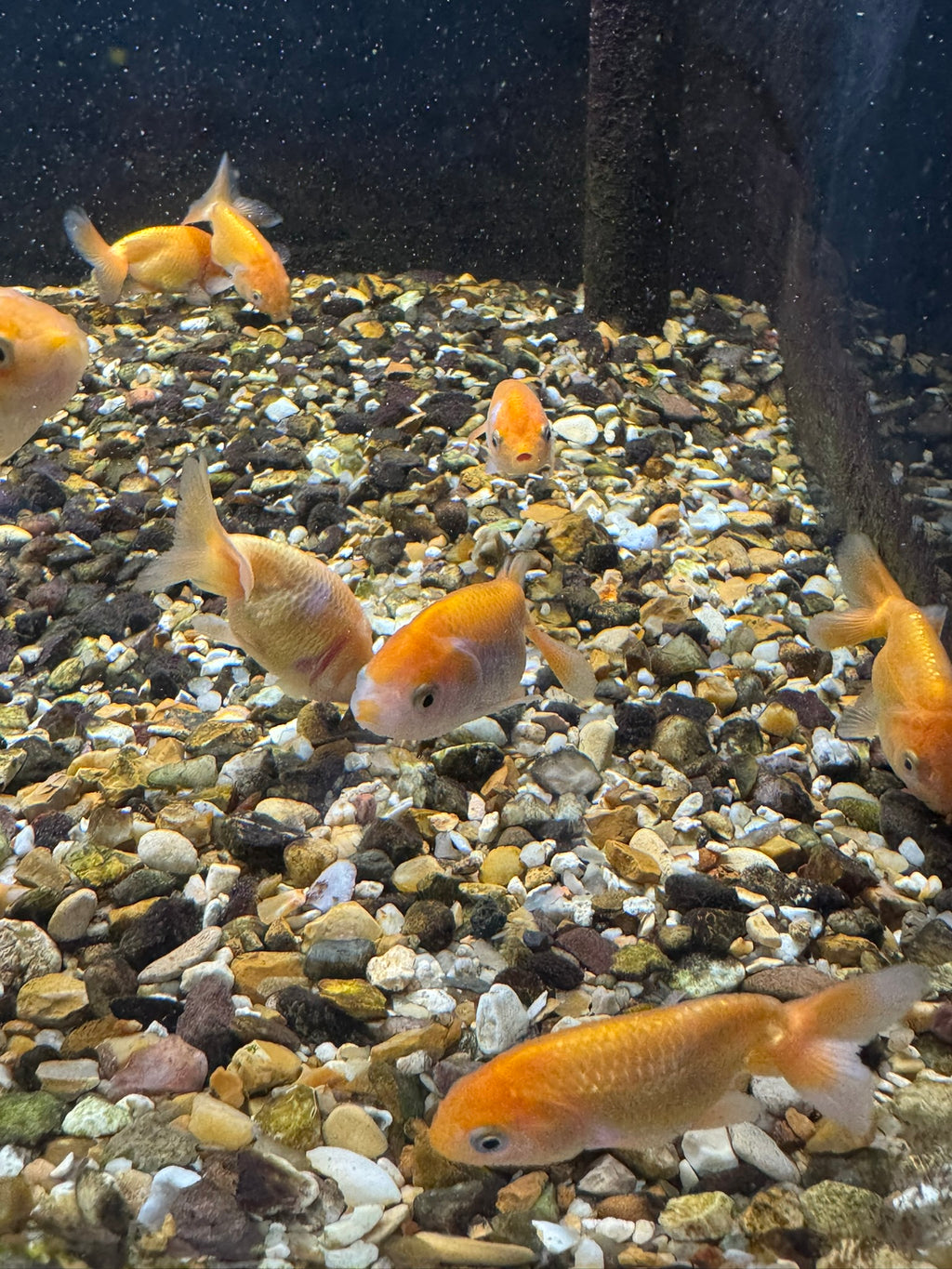Ranchu 4-5cm Fancy Goldfish Andrew James