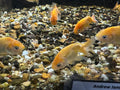 Ranchu 4-5cm Fancy Goldfish Andrew James
