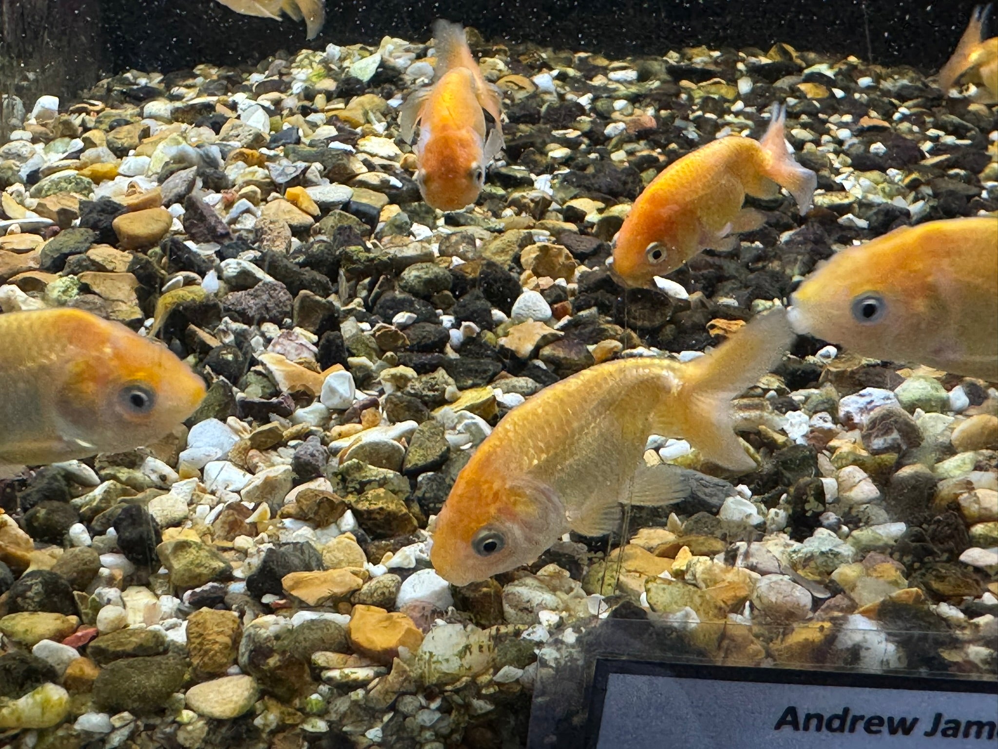 Ranchu 4-5cm Fancy Goldfish Andrew James