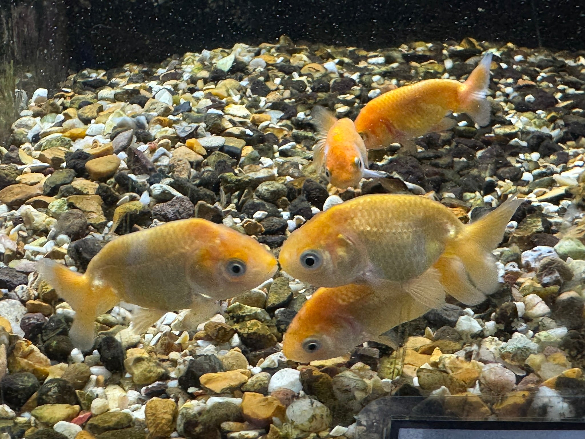 Ranchu 4-5cm Fancy Goldfish Andrew James
