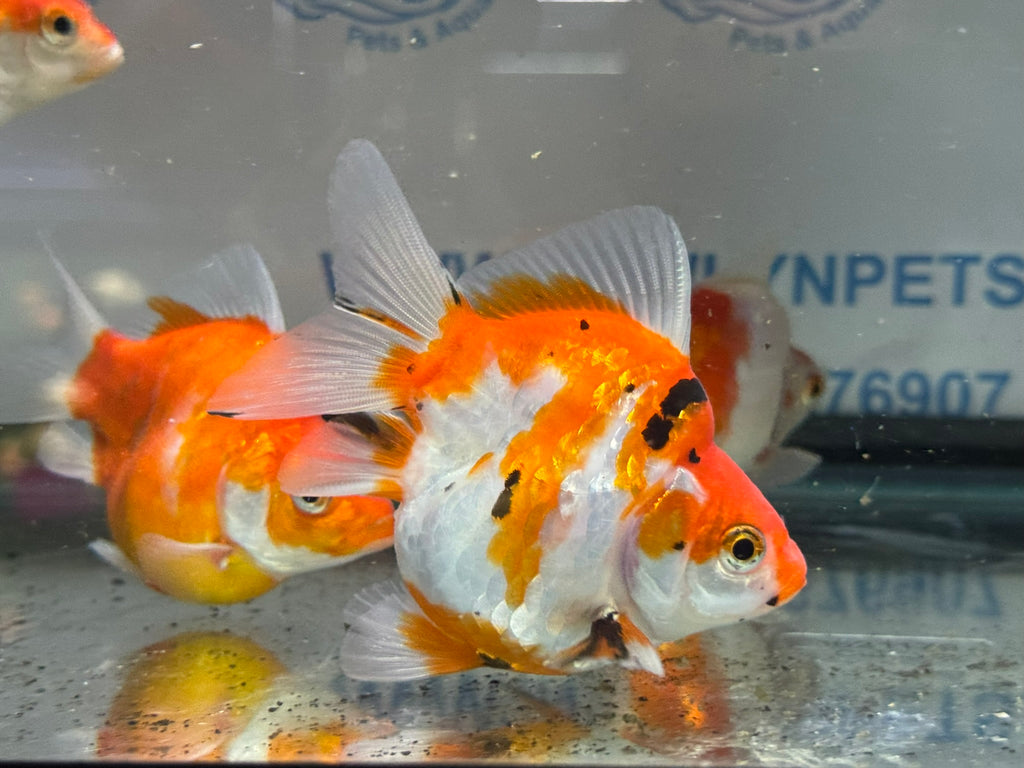 Tamasaba Sabao Sakura 8-10cm