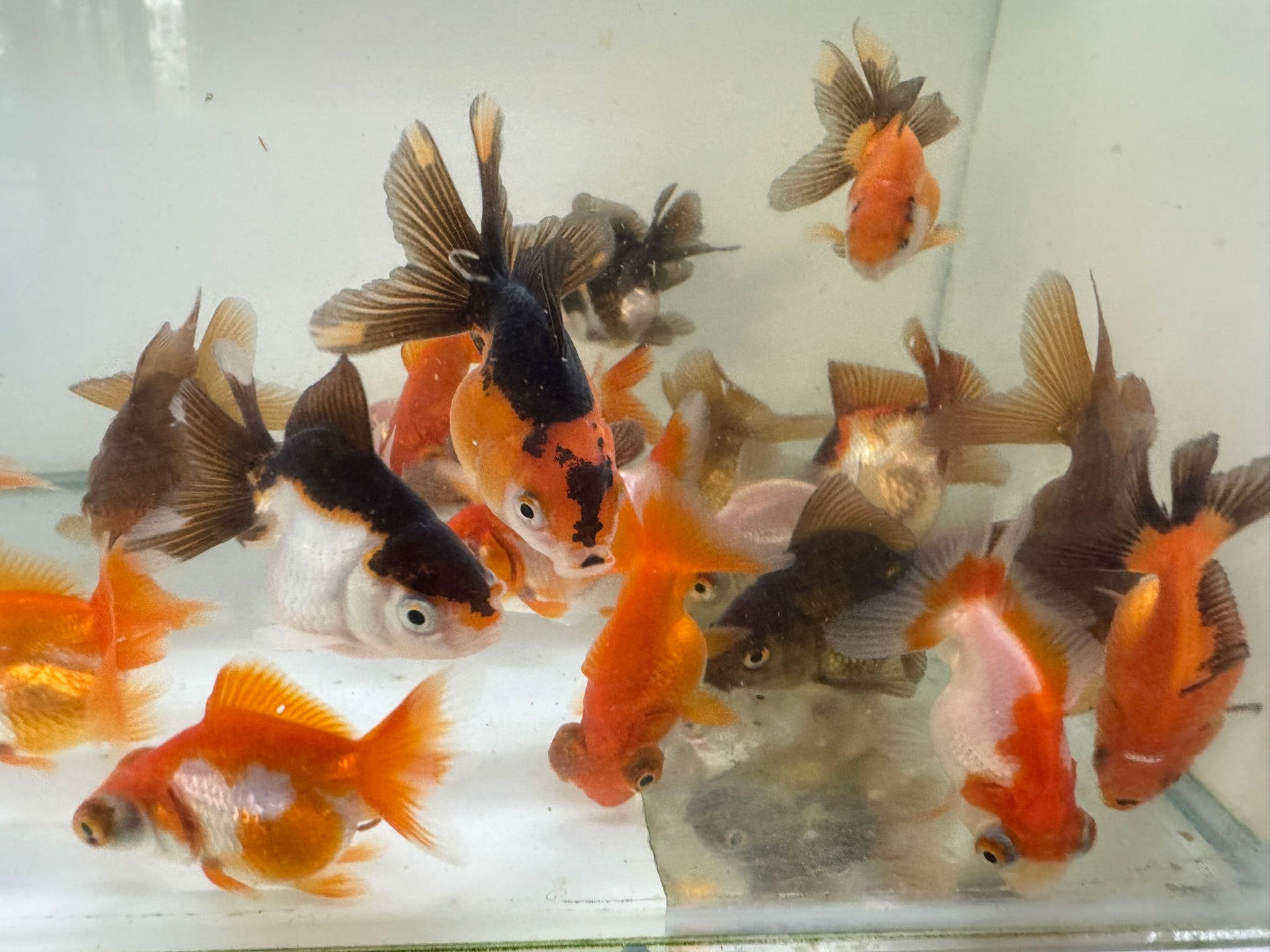 Mixed Fancy Goldfish 4-6cm (Picked at random)