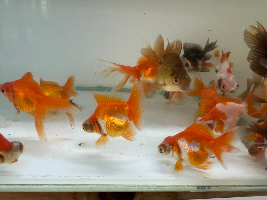 Mixed Fancy Goldfish 4-6cm (Picked at random)