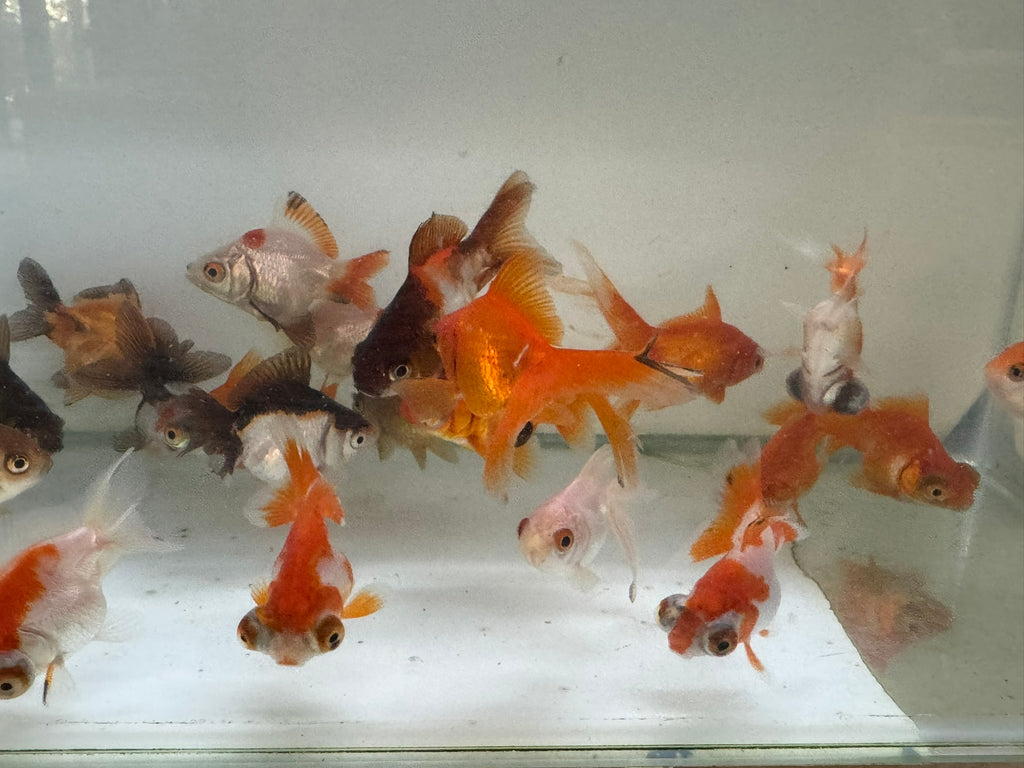 Mixed Fancy Goldfish 4-6cm (Picked at random)