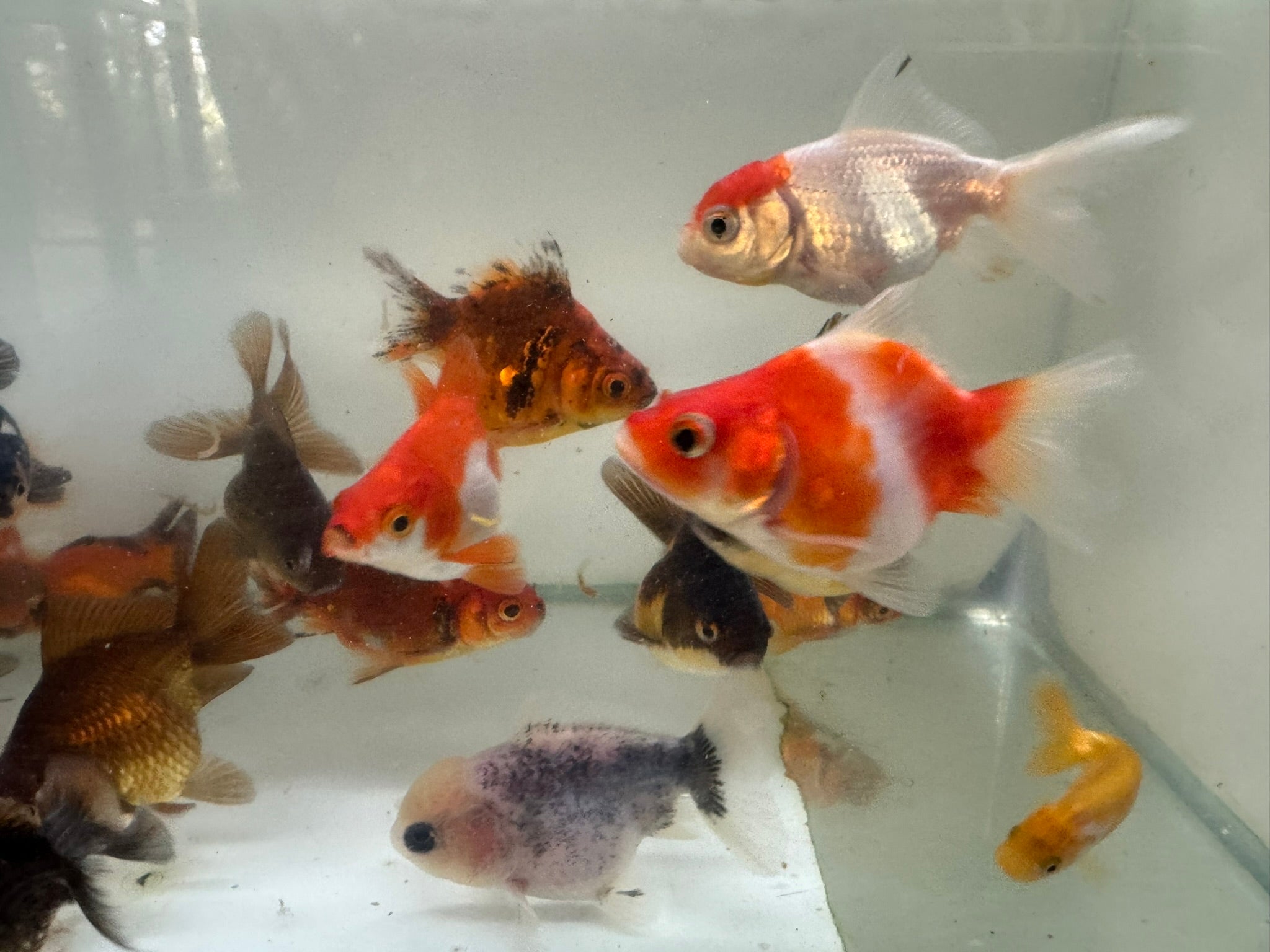 Mixed Fancy Goldfish 6-7cm (Picked at random) Oranda, Telescope, Black Moor, Ryukin